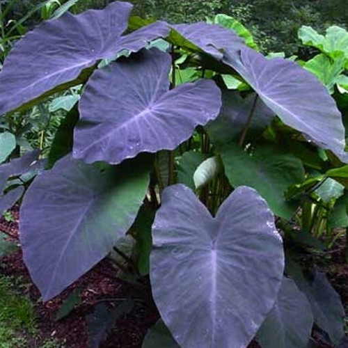 Colocasia esculenta black - colocasia,