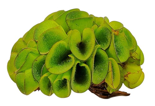 Live aquarium plant - aquarium, salvinia