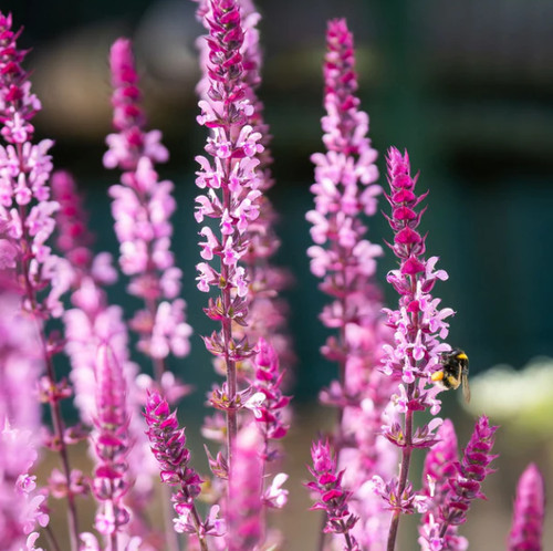 Salvia caradonna pink 9cm - caradonna,