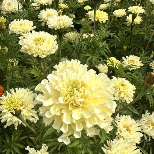 African marigold sugar spice - sugar, &