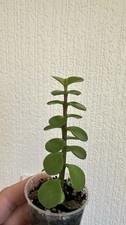 Portulacaria Afra Elephant