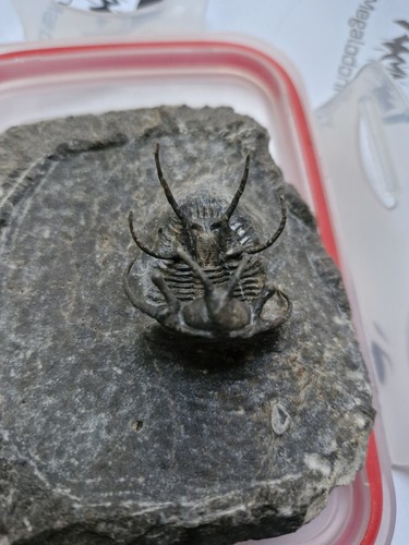 Ceratarges trilobite fossil - ceratarges,