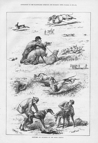 Greyhounds sketches - greyhounds,