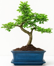 Chinese Elm, Bonsai, 7 years