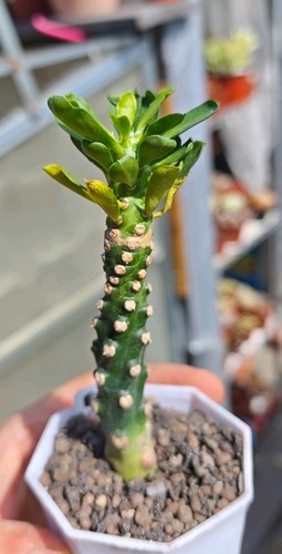 Euphorbia royleana boiss - boiss,