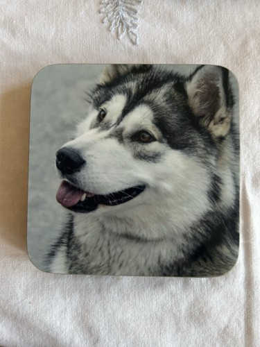 Set alaskan husky - alaskan,