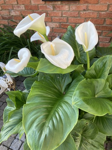 Zantedeschia aethiopica calla - aethiopica,,