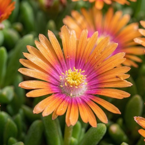 Delosperma sundella apricot - delosperma,