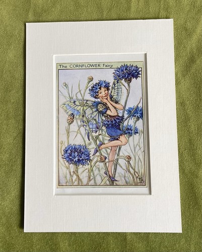 Cornflower flower fairy - ‘cornflower’,