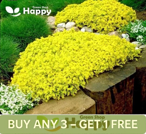 Yellow stonecrop 300 seeds - stonecrop,