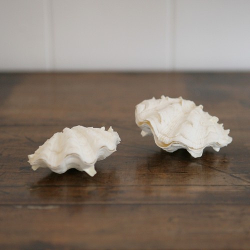 Two pairs small clam - two,