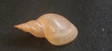Shell Shell LYMNAEA STAGNALIS