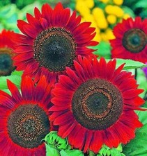 Sunflower Seeds for Planting-