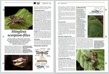 Stingless Scorpion Flies - Insects - The Living Countryside Page