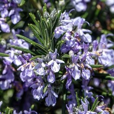 Rosmarinus Sissinghurst Blue Rosemary Evergreen Perennial Garden Plant in Pot