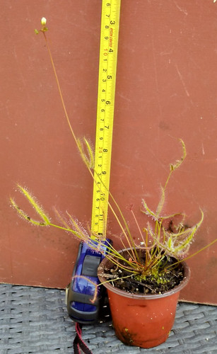 Drosera binata sundew - drosera,