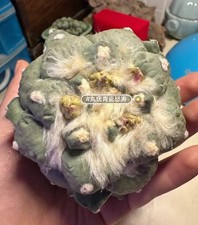 10.4cm Rare Ariocarpus Fis