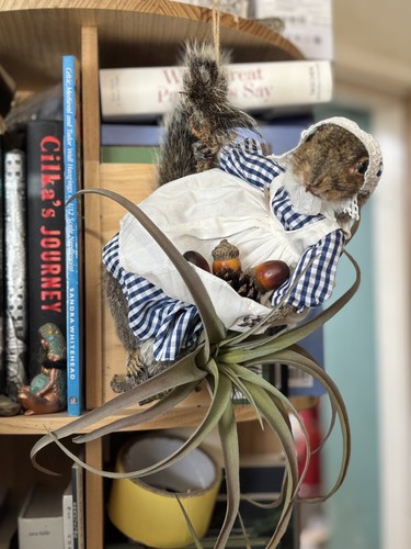Pretty ready hang squirrel - to,