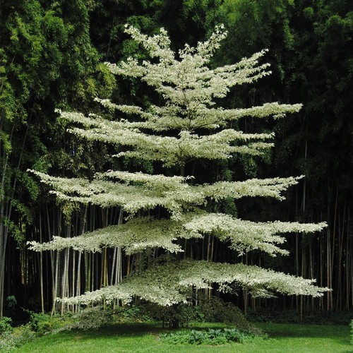 Cornus controversa variegata - cornus,