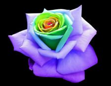 25 RAINBOW ROSE seeds + FREE GIFT