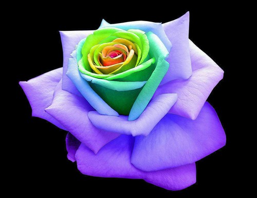 Rainbow rose seeds - 25,