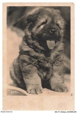 AZLP1-0048-ANIMAUX - Caucasian