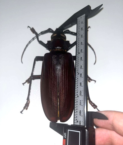 Titanus giganteus brazil - brazil,