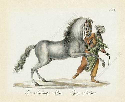 Arabian horse rider antique - arabian,