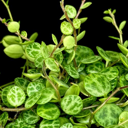Peperomia prostrata string - peperomia,
