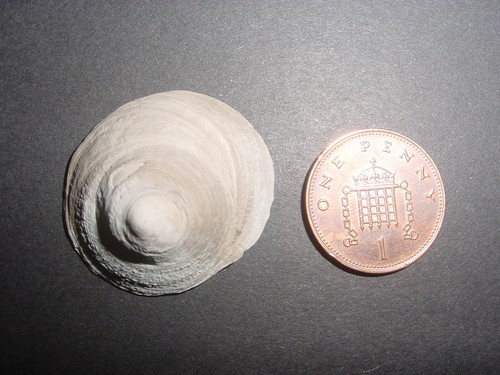 Rare large bartonian eocene - large,