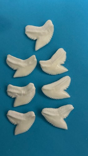 Genuine tiger shark - tiger,