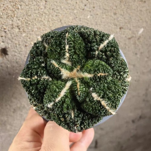 2cm rare live house - 9.2cm,