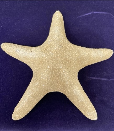 Large natural dried starfish - large,