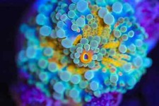 🔰🍄Green/Yellow Ricordea