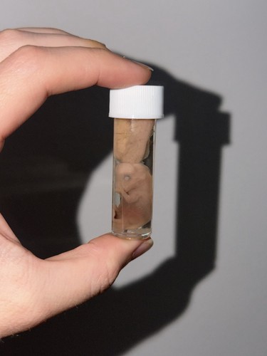 Small preserved fetal rabbit - preserved,