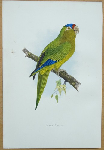 Antique parrot print petz s - parrot,