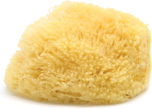 Caribbean sea sponge extra - caribbean, sponge,