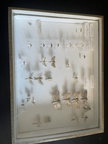 Store box moths - store,