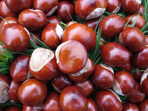100 fresh conkers - x, horse