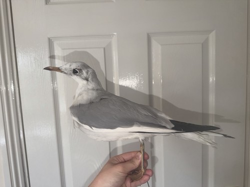 Taxidermy black headed - taxidermy, guii