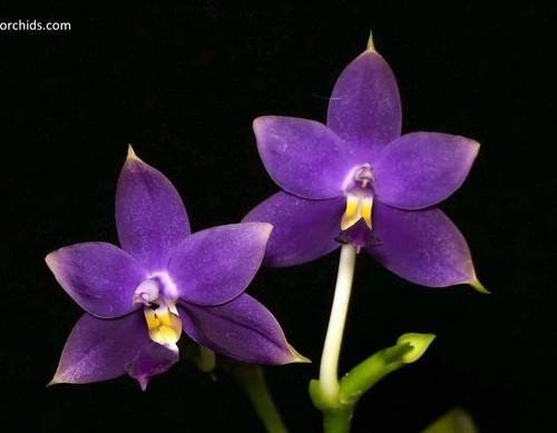 Phalaenopsis violacea - violacea, f