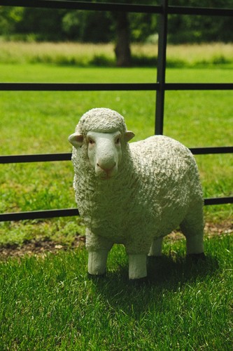 Realistic white sheep garden - realistic,