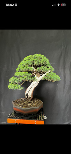 Large sabina juniper - sabina,