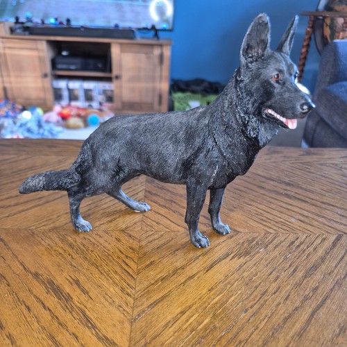 Black alsatian german - alsatian,