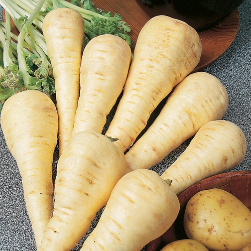Suttons parsnip seeds - -,