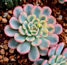 Echeveria White Minima