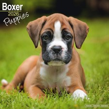 Boxer Puppies 2026 Calendar |