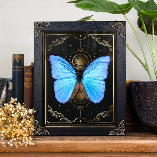 Blue morpho butterfly gold - blue,