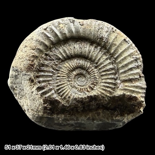 Dactylioceras fossil ammonite - dactylioceras,