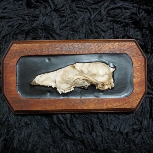 Decorated fox bones animal - decorated,